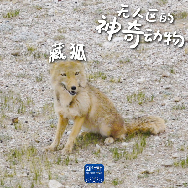 恒盈配资 难得一见！羌塘无人区里的野生动物